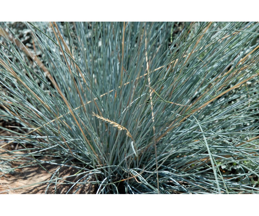Blue Fescue